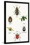Beetles of Brazil, Britain, England and Saint Domingo-Sir William Jardine-Stretched Canvas