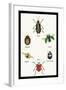 Beetles of Brazil, Britain, England and Saint Domingo-Sir William Jardine-Framed Art Print