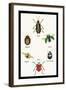 Beetles of Brazil, Britain, England and Saint Domingo-Sir William Jardine-Framed Art Print