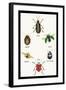 Beetles of Brazil, Britain, England and Saint Domingo-Sir William Jardine-Framed Art Print