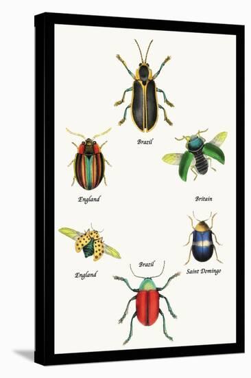 Beetles of Brazil, Britain, England and Saint Domingo-Sir William Jardine-Stretched Canvas