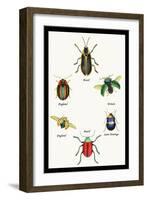 Beetles of Brazil, Britain, England and Saint Domingo-Sir William Jardine-Framed Art Print