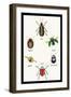 Beetles of Brazil, Britain, England and Saint Domingo-Sir William Jardine-Framed Art Print