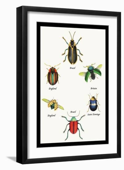 Beetles of Brazil, Britain, England and Saint Domingo-Sir William Jardine-Framed Art Print