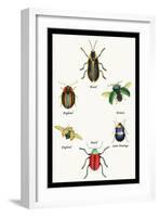 Beetles of Brazil, Britain, England and Saint Domingo-Sir William Jardine-Framed Art Print