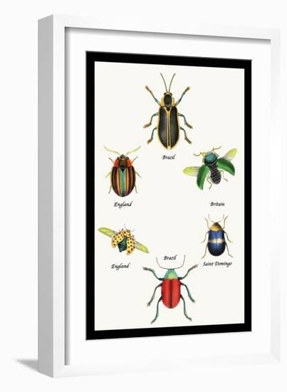 Beetles of Brazil, Britain, England and Saint Domingo-Sir William Jardine-Framed Art Print