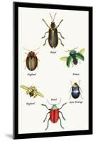 Beetles of Brazil, Britain, England and Saint Domingo-Sir William Jardine-Mounted Art Print