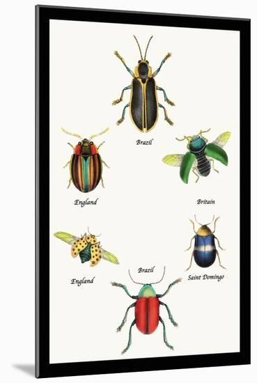 Beetles of Brazil, Britain, England and Saint Domingo-Sir William Jardine-Mounted Art Print