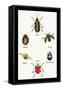 Beetles of Brazil, Britain, England and Saint Domingo-Sir William Jardine-Framed Stretched Canvas