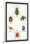 Beetles of Brazil, Britain, England and Saint Domingo-Sir William Jardine-Framed Art Print