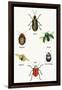 Beetles of Brazil, Britain, England and Saint Domingo-Sir William Jardine-Framed Art Print