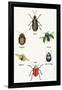 Beetles of Brazil, Britain, England and Saint Domingo-Sir William Jardine-Framed Art Print