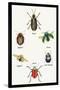 Beetles of Brazil, Britain, England and Saint Domingo-Sir William Jardine-Stretched Canvas