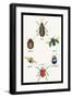 Beetles of Brazil, Britain, England and Saint Domingo-Sir William Jardine-Framed Art Print