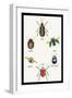 Beetles of Brazil, Britain, England and Saint Domingo-Sir William Jardine-Framed Art Print