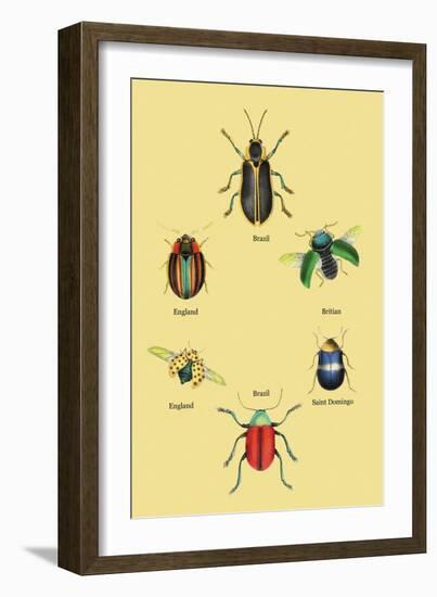 Beetles of Brazil, Britain, England and Saint Domingo-Sir William Jardine-Framed Art Print