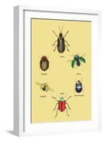 Beetles of Brazil, Britain, England and Saint Domingo-Sir William Jardine-Framed Art Print