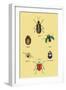 Beetles of Brazil, Britain, England and Saint Domingo-Sir William Jardine-Framed Art Print