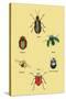 Beetles of Brazil, Britain, England and Saint Domingo-Sir William Jardine-Stretched Canvas