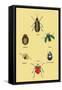 Beetles of Brazil, Britain, England and Saint Domingo-Sir William Jardine-Framed Stretched Canvas