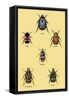 Beetles of Cape, America, Manilla, N. Holland and Brazil-Sir William Jardine-Framed Stretched Canvas