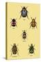 Beetles of Cape, America, Manilla, N. Holland and Brazil-Sir William Jardine-Stretched Canvas