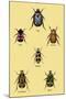 Beetles of Cape, America, Manilla, N. Holland and Brazil-Sir William Jardine-Mounted Art Print