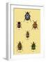 Beetles of Cape, America, Manilla, N. Holland and Brazil-Sir William Jardine-Framed Art Print