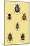 Beetles of Cape, America, Manilla, N. Holland and Brazil-Sir William Jardine-Mounted Art Print