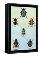 Beetles of Cape, America, Manilla, N. Holland and Brazil-Sir William Jardine-Framed Stretched Canvas