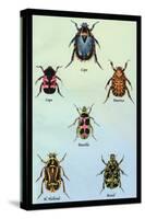 Beetles of Cape, America, Manilla, N. Holland and Brazil-Sir William Jardine-Stretched Canvas