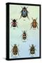 Beetles of Cape, America, Manilla, N. Holland and Brazil-Sir William Jardine-Stretched Canvas