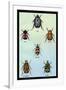 Beetles of Cape, America, Manilla, N. Holland and Brazil-Sir William Jardine-Framed Art Print