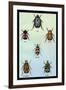 Beetles of Cape, America, Manilla, N. Holland and Brazil-Sir William Jardine-Framed Art Print