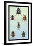 Beetles of Cape, America, Manilla, N. Holland and Brazil-Sir William Jardine-Framed Art Print