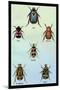 Beetles of Cape, America, Manilla, N. Holland and Brazil-Sir William Jardine-Mounted Art Print