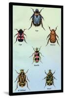 Beetles of Cape, America, Manilla, N. Holland and Brazil-Sir William Jardine-Stretched Canvas