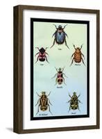 Beetles of Cape, America, Manilla, N. Holland and Brazil-Sir William Jardine-Framed Art Print
