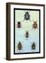 Beetles of Cape, America, Manilla, N. Holland and Brazil-Sir William Jardine-Framed Art Print