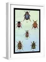 Beetles of Cape, America, Manilla, N. Holland and Brazil-Sir William Jardine-Framed Art Print