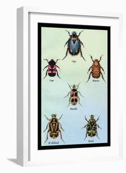 Beetles of Cape, America, Manilla, N. Holland and Brazil-Sir William Jardine-Framed Art Print