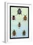 Beetles of Cape, America, Manilla, N. Holland and Brazil-Sir William Jardine-Framed Art Print