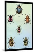 Beetles of Cape, America, Manilla, N. Holland and Brazil-Sir William Jardine-Mounted Art Print