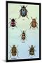 Beetles of Cape, America, Manilla, N. Holland and Brazil-Sir William Jardine-Mounted Art Print