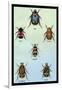 Beetles of Cape, America, Manilla, N. Holland and Brazil-Sir William Jardine-Framed Art Print