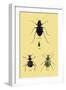 Beetles of Java, France, Cape and Europe-Sir William Jardine-Framed Art Print