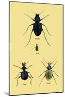 Beetles of Java, France, Cape and Europe-Sir William Jardine-Mounted Art Print