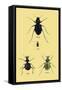 Beetles of Java, France, Cape and Europe-Sir William Jardine-Framed Stretched Canvas