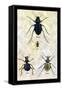 Beetles of Java, France, Cape and Europe-Sir William Jardine-Framed Stretched Canvas