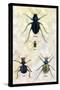 Beetles of Java, France, Cape and Europe-Sir William Jardine-Stretched Canvas